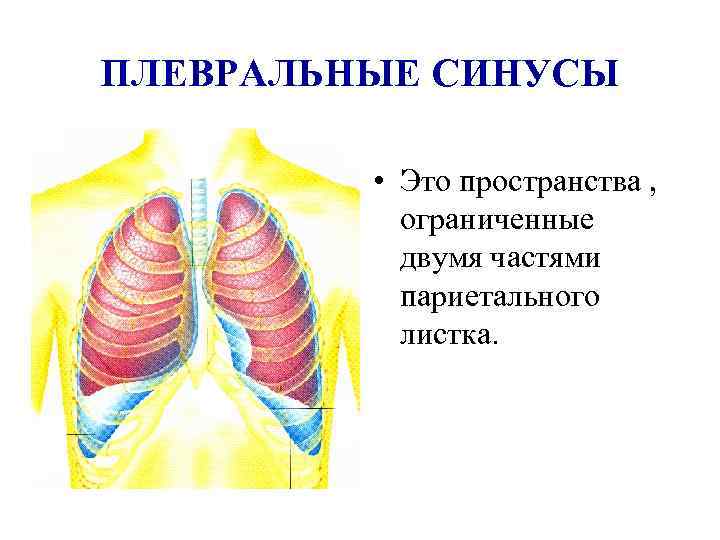 ПЛЕВРАЛЬНЫЕ СИНУСЫ • Это пространства , ограниченные двумя частями париетального листка. 