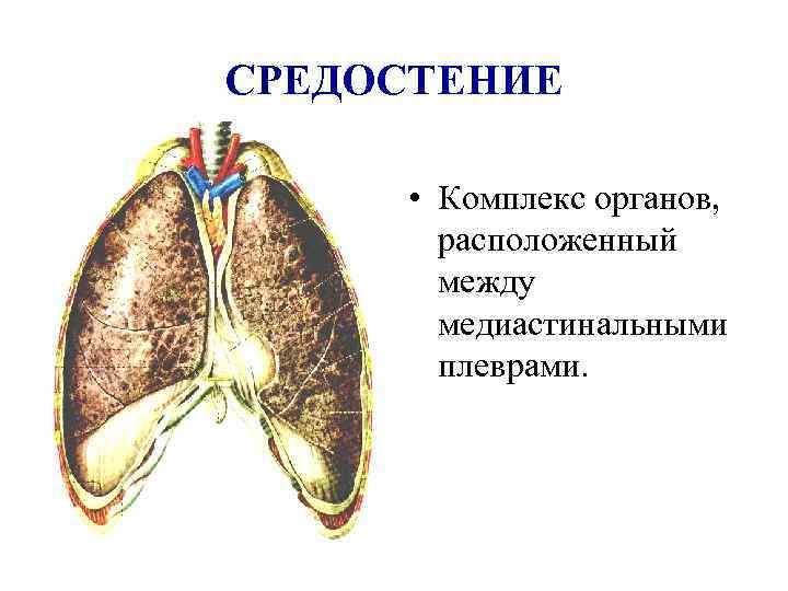 СРЕДОСТЕНИЕ • Комплекс органов, расположенный между медиастинальными плеврами. 