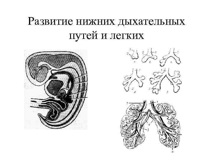 Развитие нижних дыхательных путей и легких 