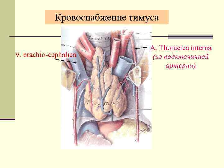 Кровоснабжение тимуса v. brachio-cephalica А. Thoracica interna (из подключичной артерии) 