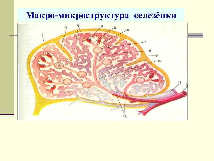 Макро-микроструктура селезёнки 