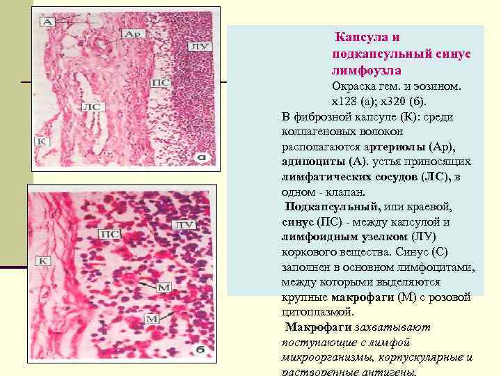  Капсула и подкапсульный синус лимфоузла Окраска гем. и эозином. х128 (а); х320 (б).