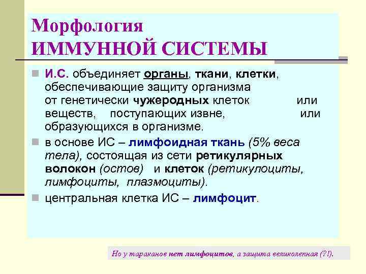 Морфология ИММУННОЙ СИСТЕМЫ n И. С. объединяет органы, ткани, клетки, обеспечивающие защиту организма от