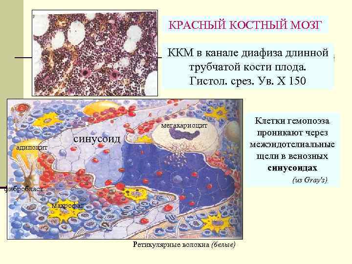 КРАСНЫЙ КОСТНЫЙ МОЗГ ККМ в канале диафиза длинной трубчатой кости плода. Гистол. срез. Ув.
