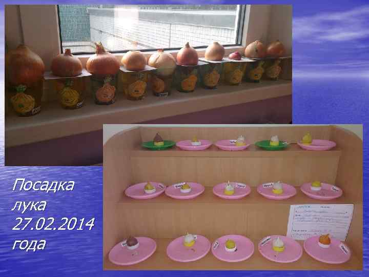 Посадка лука 27. 02. 2014 года 