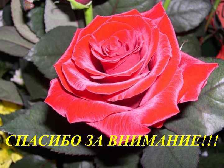 СПАСИБО ЗА ВНИМАНИЕ!!! 