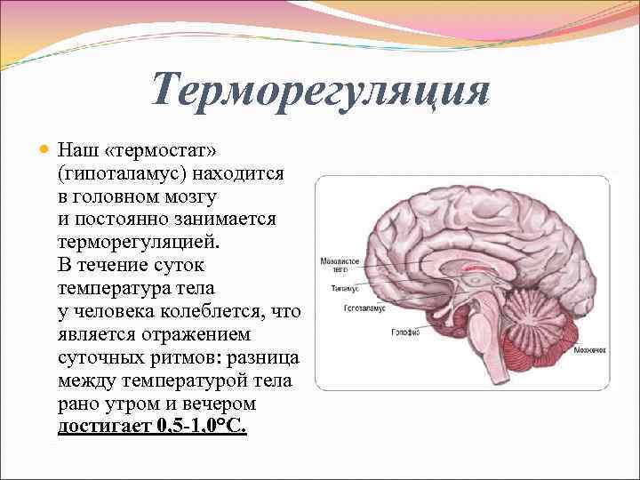 В гипоталамусе находятся центры дыхания. Центр регуляции температуры тела у человека расположен. Гипоталамус центр терморегуляции. Участвует в регуляции температуры тела отдел мозга. Отдел мозга отвечающий за терморегуляцию.