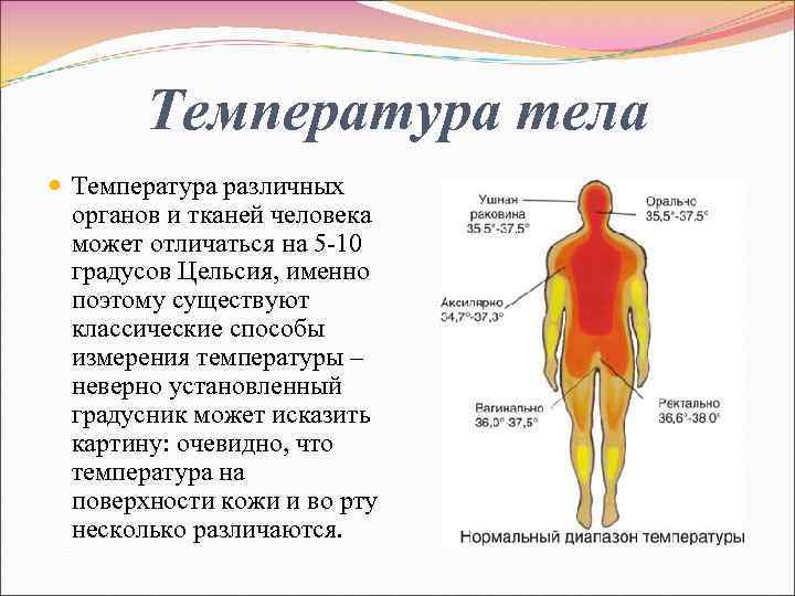 Температура тела Температура различных органов и тканей человека может отличаться на 5 -10 градусов