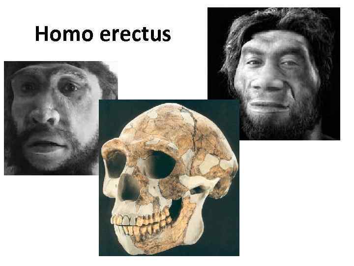 Homo erectus 