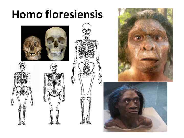 Homo floresiensis 