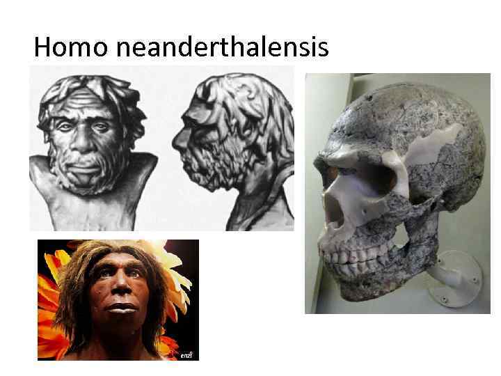 Homo neanderthalensis 