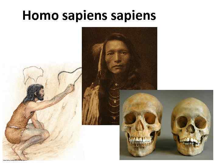 История homo sapiens. Человек разумный разумный homo sapiens sapiens. Семья хомо сапиенс. Homo sapiens (человек разумный) Ральф Солецки. Хомо сапиенс или гомо сапиенс.