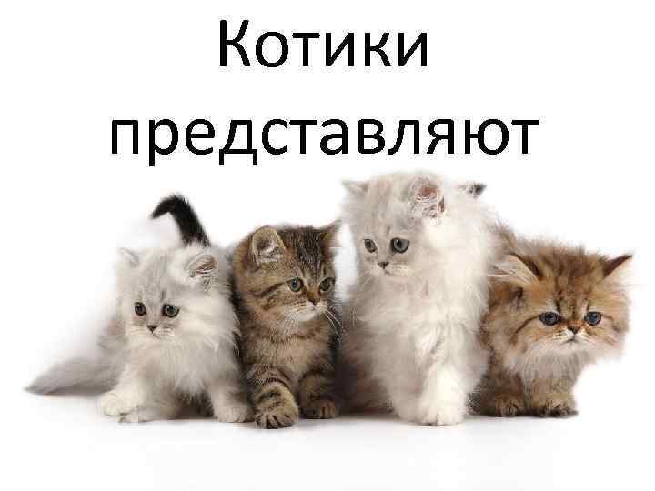 Котики представляют 