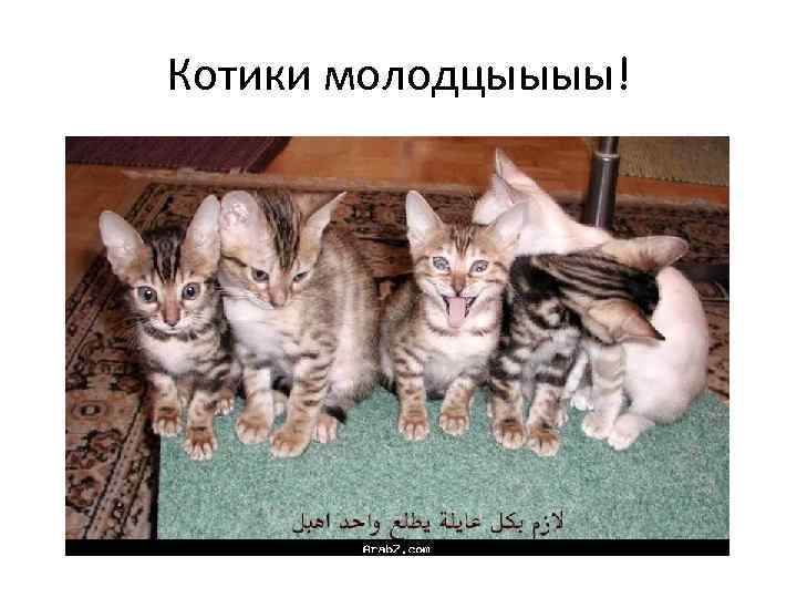 Котики молодцыыыы! 