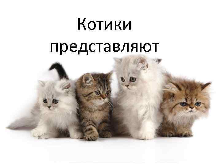 Котики представляют 