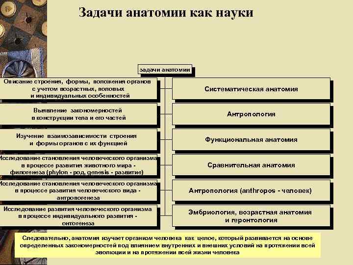 Задачи анатомии как науки задачи анатомии Описание строения, формы, положения органов с учетом возрастных,