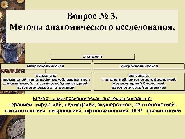 Вопрос № 3. Методы анатомического исследования. Макро- и микроскопическая анатомия связаны с: терапией, хирургией,