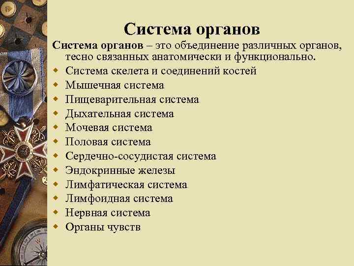 Система органов – это объединение различных органов, тесно связанных анатомически и функционально. w Система