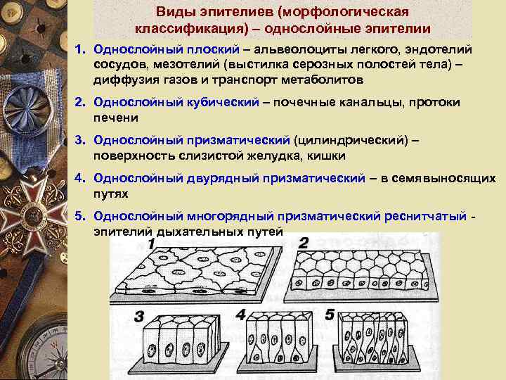 Виды эпителиев (морфологическая классификация) – однослойные эпителии 1. Однослойный плоский – альвеолоциты легкого, эндотелий