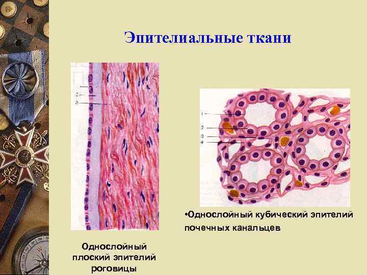 Эпителиальные ткани • Однослойный кубический эпителий почечных канальцев Однослойный плоский эпителий роговицы 