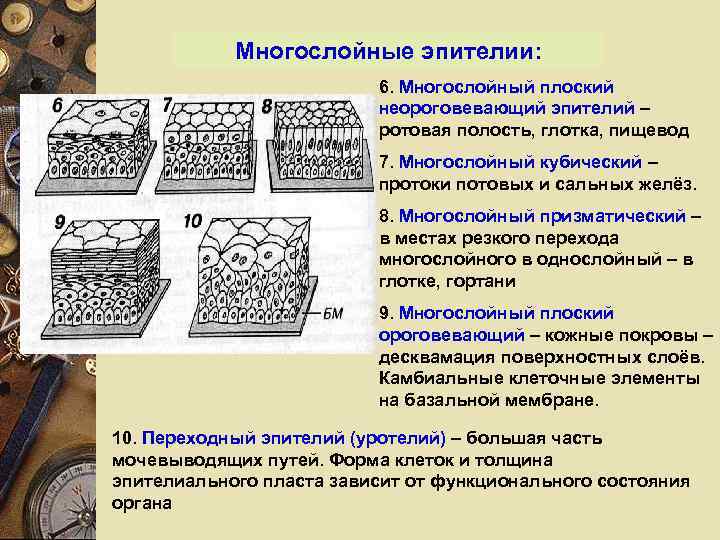 Многослойные эпителии: 6. Многослойный плоский неороговевающий эпителий – ротовая полость, глотка, пищевод 7. Многослойный