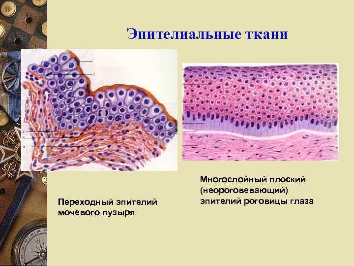 Эпителиальные ткани Переходный эпителий мочевого пузыря Многослойный плоский (неороговевающий) эпителий роговицы глаза 