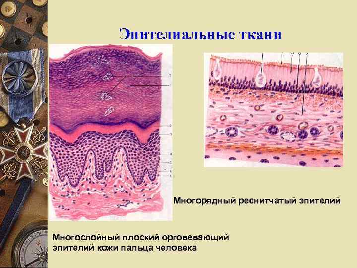 Эпителиальные ткани Многорядный реснитчатый эпителий Многослойный плоский орговевающий эпителий кожи пальца человека 