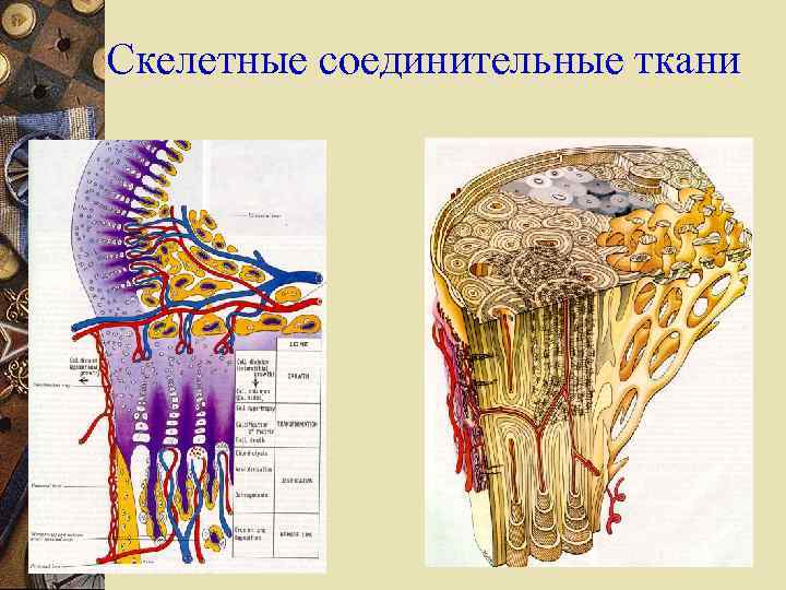 Скелетные соединительные ткани 