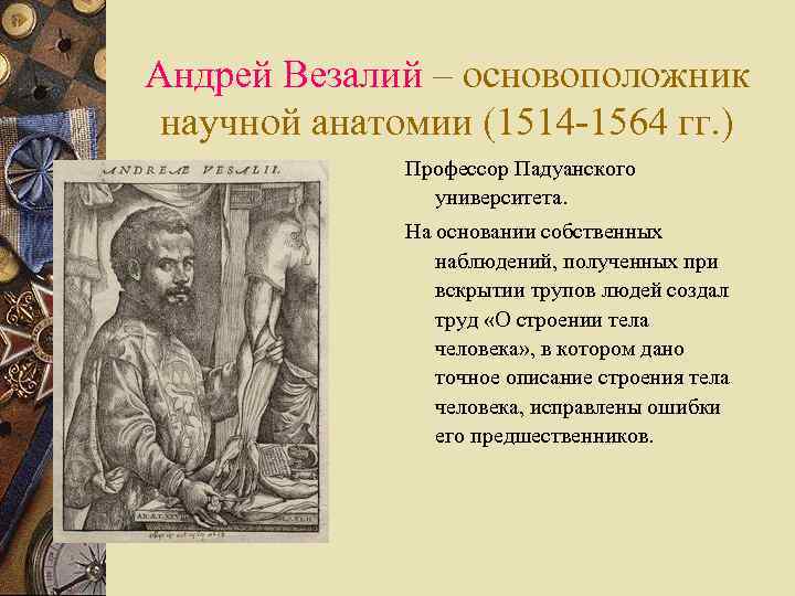 Андрей Везалий – основоположник научной анатомии (1514 -1564 гг. ) Профессор Падуанского университета. На