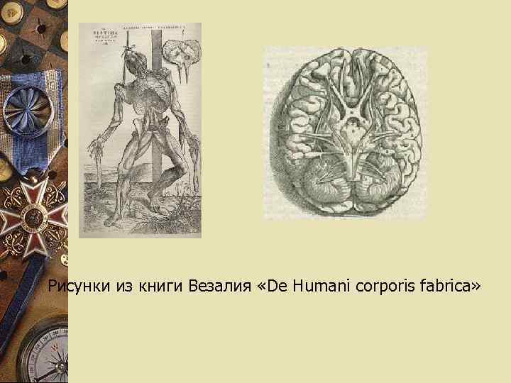 Рисунки из книги Везалия «De Humani corporis fabrica» 