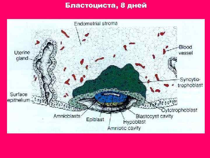 Бластоциста, 8 дней 