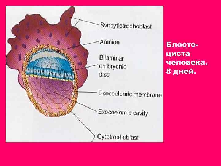 Бластоциста человека. 8 дней. 