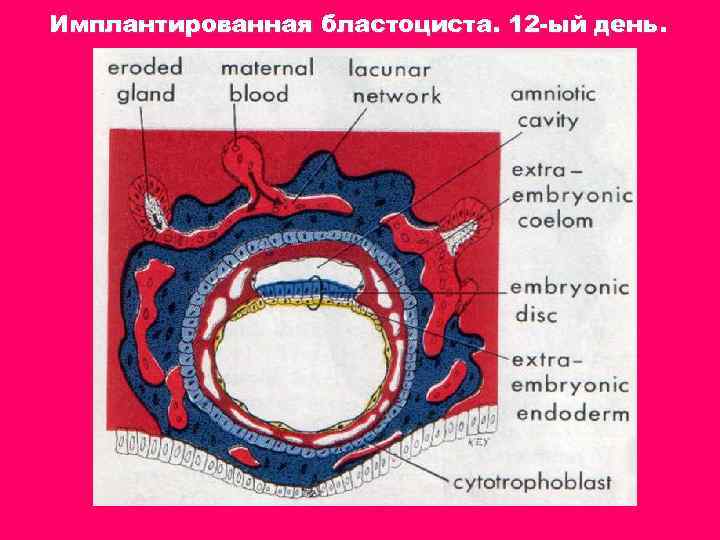 Имплантированная бластоциста. 12 -ый день. 