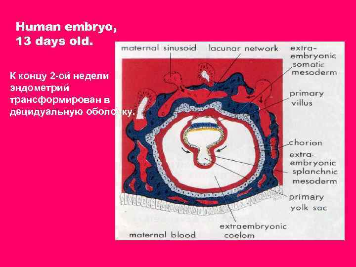 Human embryo, 13 days old. К концу 2 -ой недели эндометрий трансформирован в децидуальную