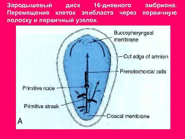 Зародышевый диск 16 -дневного эмбриона. Перемещение клеток эпибласта через первичную полоску и первичный узелок.