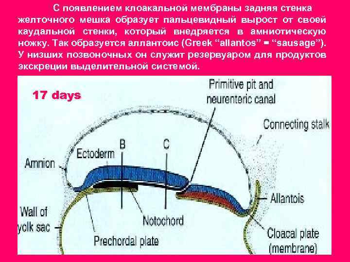 С появлением клоакальной мембраны задняя стенка желточного мешка образует пальцевидный вырост от своей каудальной