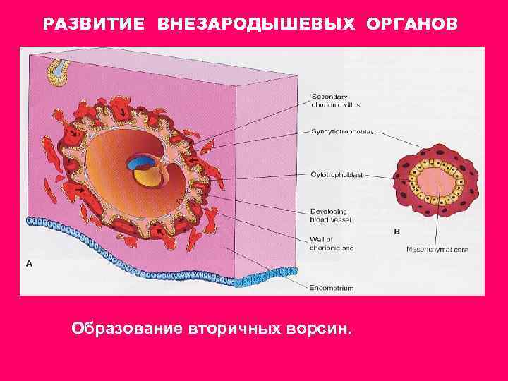 РАЗВИТИЕ ВНЕЗАРОДЫШЕВЫХ ОРГАНОВ Образование вторичных ворсин. 