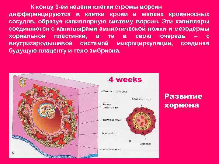 К концу 3 -ей недели клетки стромы ворсин дифференцируются в клетки крови и мелких