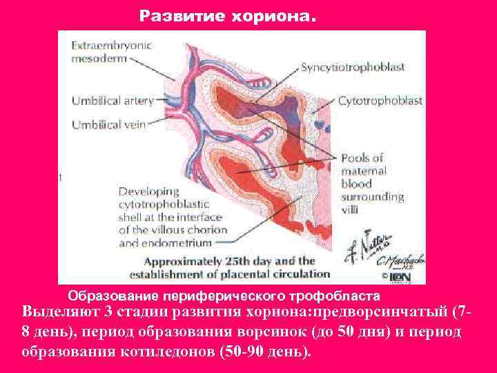 Развитие хориона. Образование периферического трофобласта Выделяют 3 стадии развития хориона: предворсинчатый (78 день), период