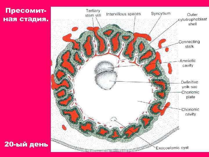  Пресомитная стадия. 20 -ый день 