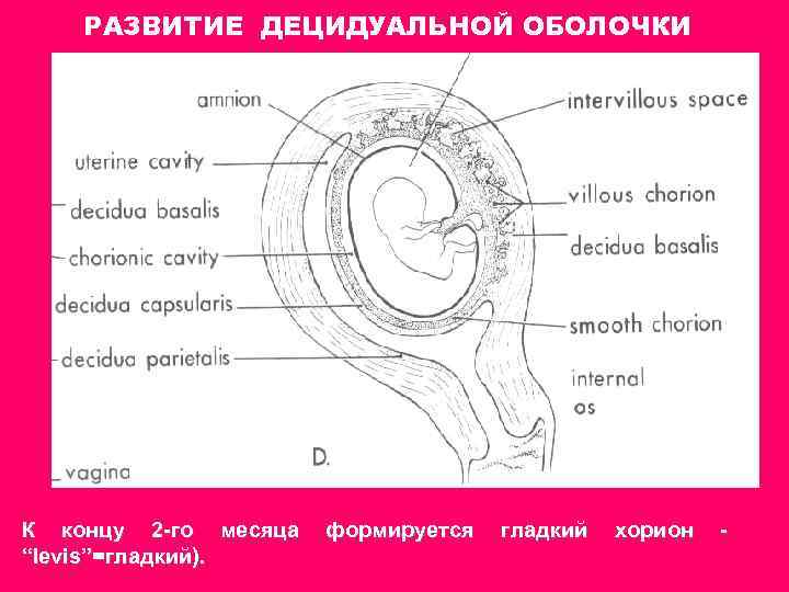 РАЗВИТИЕ ДЕЦИДУАЛЬНОЙ ОБОЛОЧКИ К концу 2 -го месяца формируется гладкий хорион - “levis”=гладкий). 