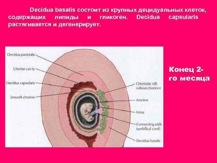 Децидуальная эндометрия. Строение плаценты децидуальная оболочка. Децидуальная оболочка эндометрия. Ворсинка хориона слои децидуальные клетки. Децидуальная оболочка гистология.