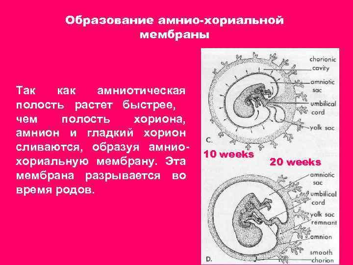 Образование амнио-хориальной мембраны Так как амниотическая полость растет быстрее, чем полость хориона, амнион и