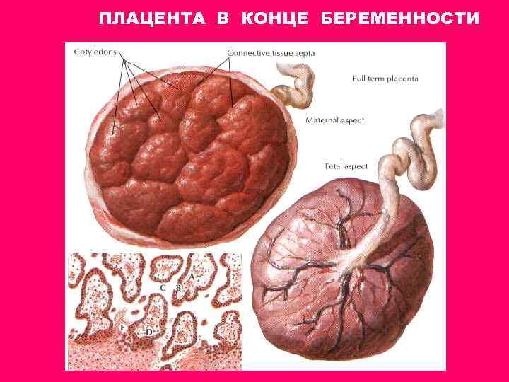 ПЛАЦЕНТА В КОНЦЕ БЕРЕМЕННОСТИ 