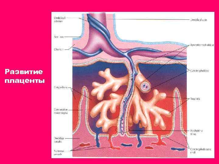 Развитие плаценты 