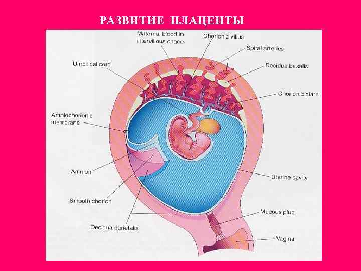 РАЗВИТИЕ ПЛАЦЕНТЫ 