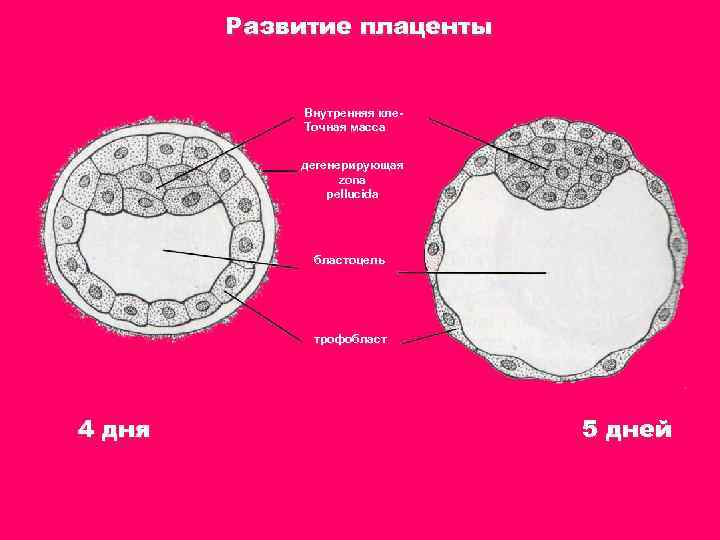 Развитие плаценты Внутренняя кле. Точная масса дегенерирующая zona pellucida бластоцель трофобласт 4 дня 5