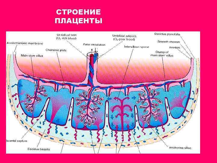 Плацента и послед фото