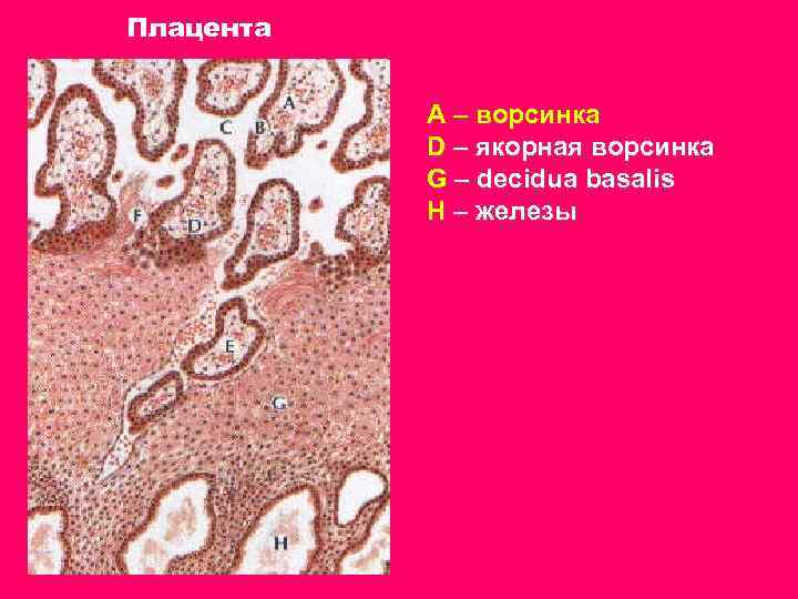 Плацента A – ворсинка D – якорная ворсинка G – decidua basalis H –