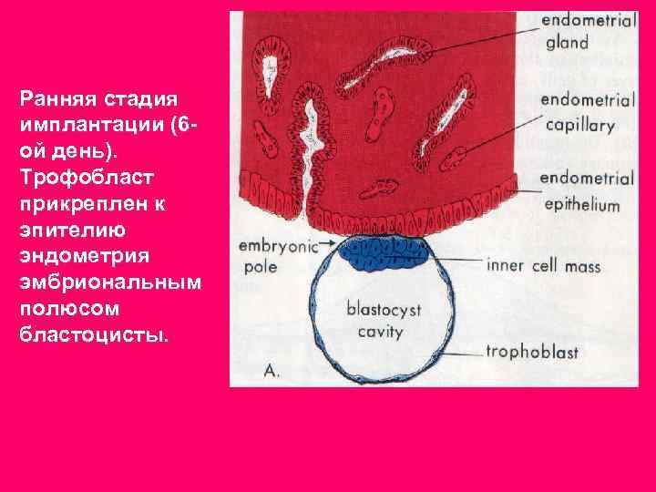 Эндокринная функция плаценты презентация